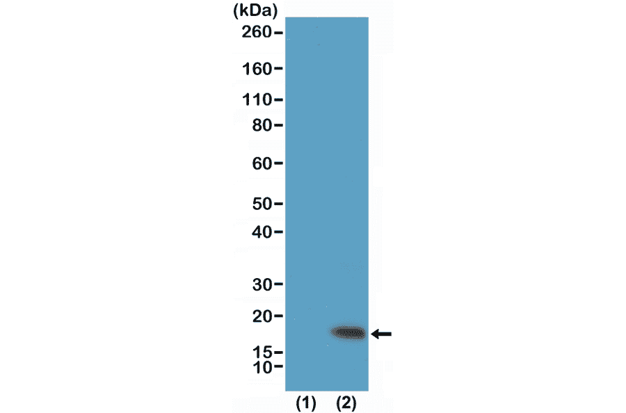 Western Blot - Anti-Histone H3 (tri methyl Lys9) Antibody [RM389] (A121203) - Antibodies.com