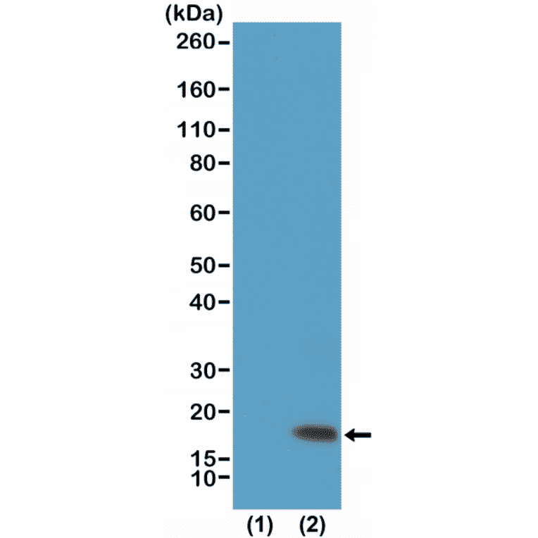Western Blot - Anti-Histone H3 (tri methyl Lys9) Antibody [RM389] (A121203) - Antibodies.com
