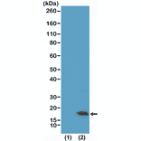 Western Blot - Anti-Histone H3 (tri methyl Lys9) Antibody [RM389] (A121203) - Antibodies.com