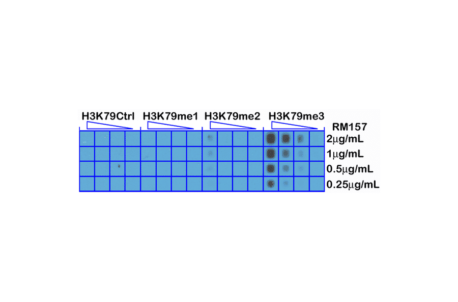 Dot Blot - Anti-Histone H3 (tri methyl Lys79) Antibody [RM157] (A121230) - Antibodies.com