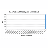 Multiplex Immunoassay - Anti-Histone H3 (tri methyl Lys79) Antibody [RM157] (A121205) - Antibodies.com