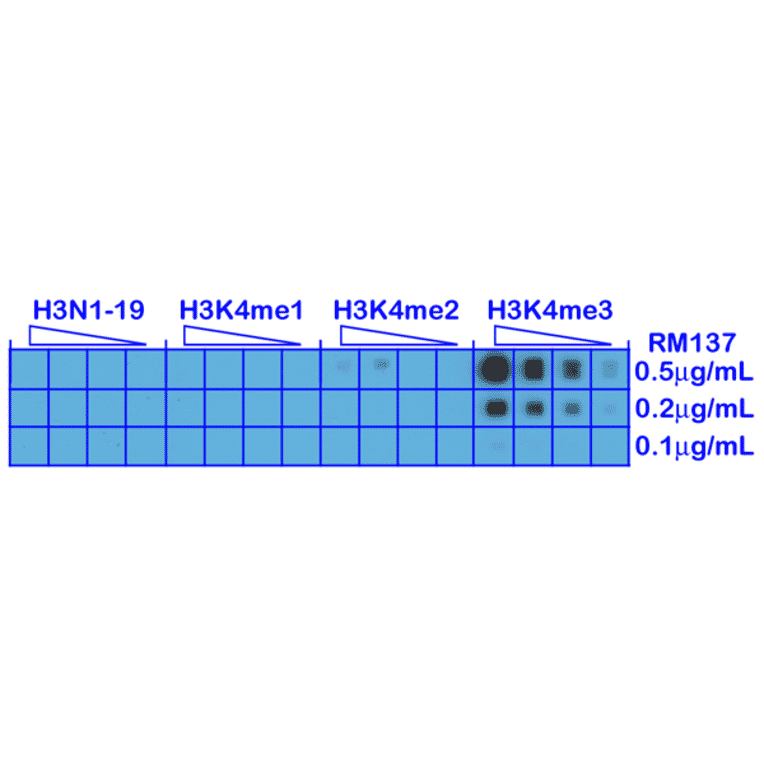Dot Blot - Anti-Histone H3 (tri methyl Lys4) Antibody [RM137] (A121222) - Antibodies.com