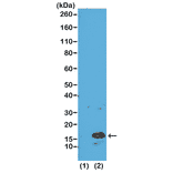 Western Blot - Anti-Histone H3 (tri methyl Lys4) Antibody [RM137] (A121206) - Antibodies.com