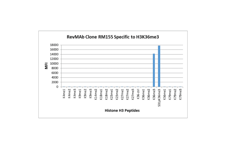 Multiplex Immunoassay - Anti-Histone H3 (tri methyl Lys36) Antibody [RM155] (A121208) - Antibodies.com
