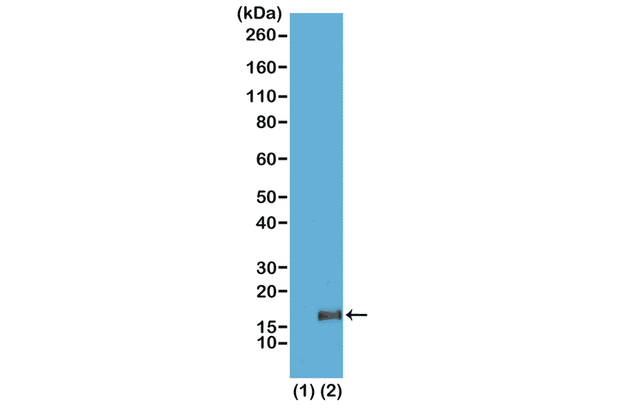 Western Blot - Anti-Histone H3 (tri methyl Lys36) Antibody [RM155] (A121208) - Antibodies.com