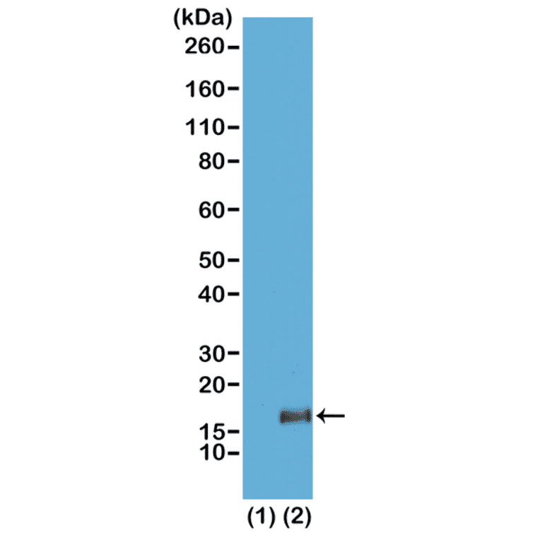 Western Blot - Anti-Histone H3 (tri methyl Lys36) Antibody [RM155] (A121208) - Antibodies.com