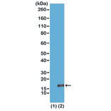 Western Blot - Anti-Histone H3 (tri methyl Lys36) Antibody [RM155] (A121208) - Antibodies.com