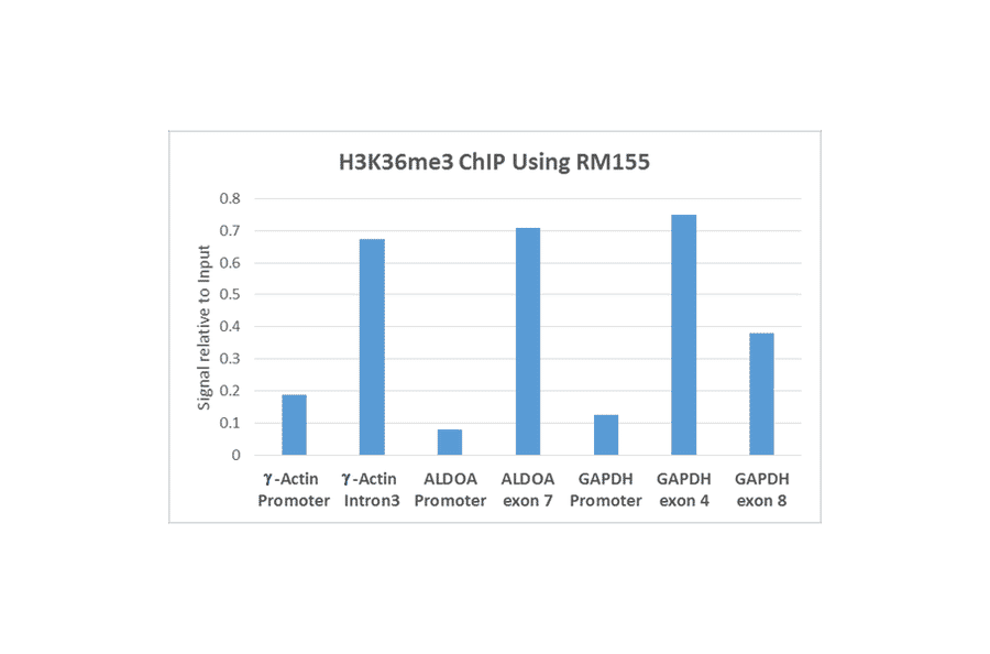 Chromatin Immunoprecipitation - Anti-Histone H3 (tri methyl Lys36) Antibody [RM155] (A121233) - Antibodies.com