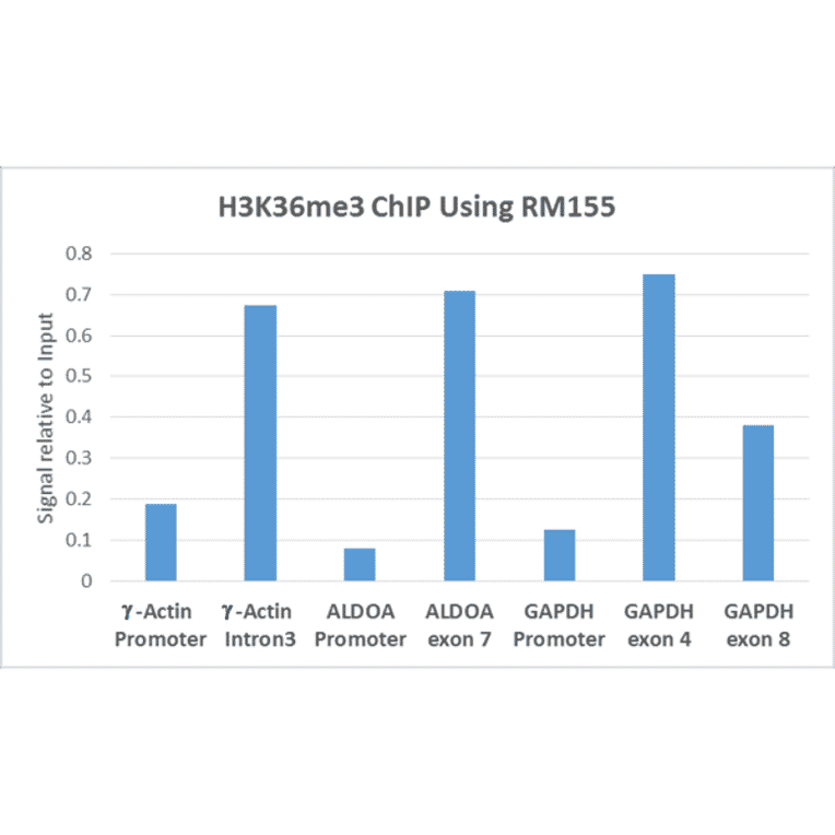 Chromatin Immunoprecipitation - Anti-Histone H3 (tri methyl Lys36) Antibody [RM155] (A121233) - Antibodies.com