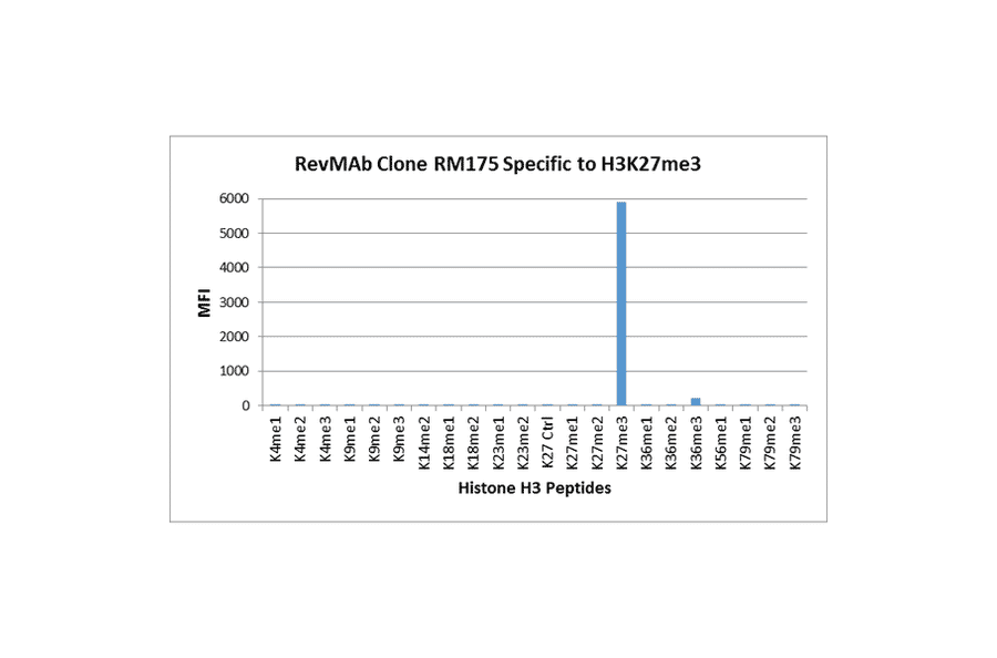 Multiplex Immunoassay - Anti-Histone H3 (tri methyl Lys27) Antibody [RM175] (A121209) - Antibodies.com