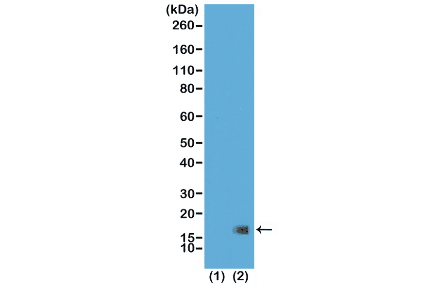 Western Blot - Anti-Histone H3 (tri methyl Lys27) Antibody [RM175] (A121209) - Antibodies.com