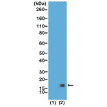 Western Blot - Anti-Histone H3 (tri methyl Lys27) Antibody [RM175] (A121209) - Antibodies.com