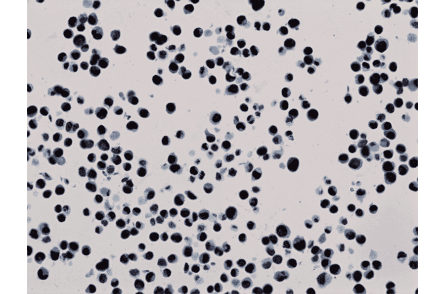 Immunohistochemistry - Anti-Histone H3 (tri methyl Lys27) Antibody [RM175] (A121226) - Antibodies.com