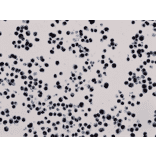 Immunohistochemistry - Anti-Histone H3 (tri methyl Lys27) Antibody [RM175] (A121226) - Antibodies.com