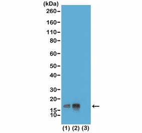 Western Blot - Anti-Histone H3 (phospho Thr3) Antibody [RM159] (A121211) - Antibodies.com