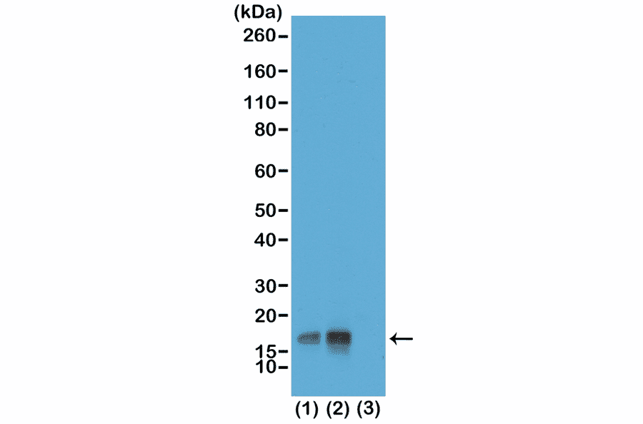 Western Blot - Anti-Histone H3 (phospho Thr3) Antibody [RM159] (A121211) - Antibodies.com