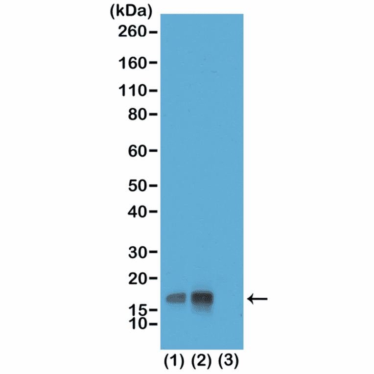 Western Blot - Anti-Histone H3 (phospho Thr3) Antibody [RM159] (A121211) - Antibodies.com