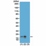 Western Blot - Anti-Histone H3 (phospho Thr3) Antibody [RM159] (A121211) - Antibodies.com