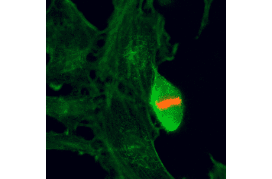 Immunocytochemistry - Anti-Histone H3 (phospho Thr3) Antibody [RM159] (A121213) - Antibodies.com