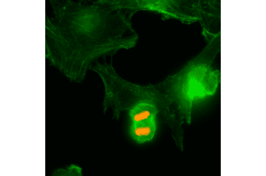 Immunocytochemistry - Anti-Histone H3 (phospho Thr3) Antibody [RM159] (A121211) - Antibodies.com