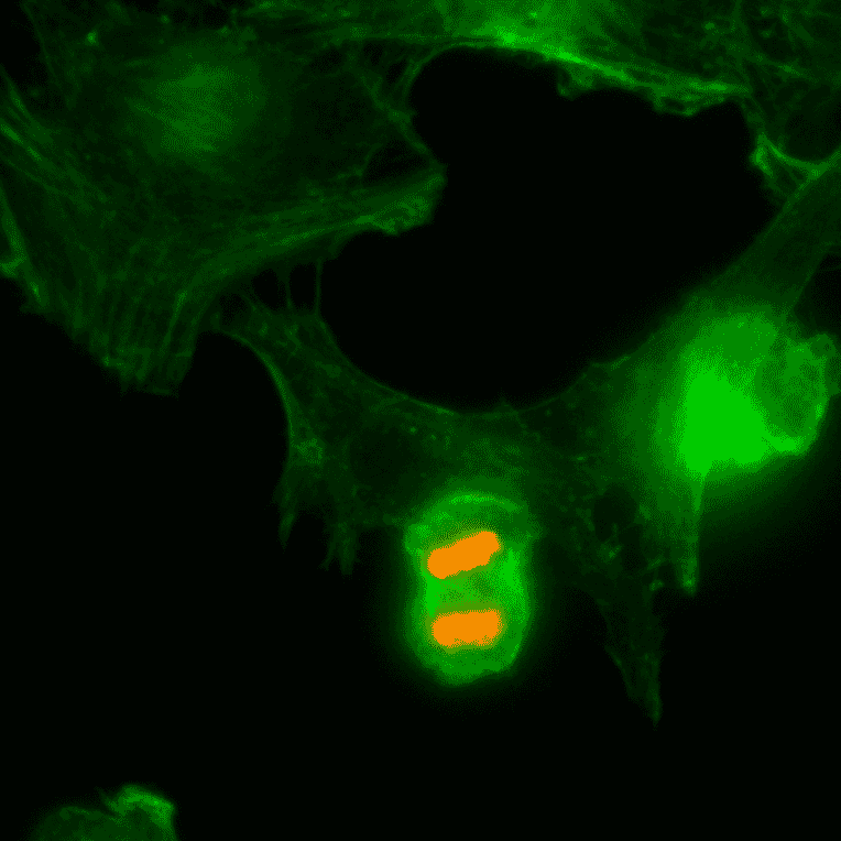 Immunocytochemistry - Anti-Histone H3 (phospho Thr3) Antibody [RM159] (A121211) - Antibodies.com