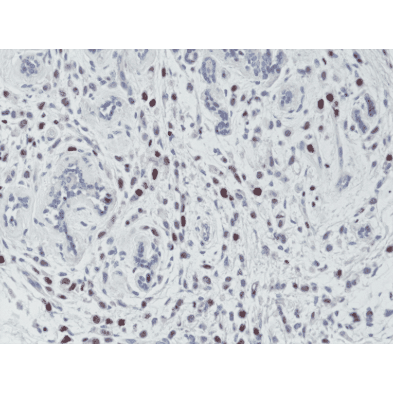 Immunohistochemistry - Anti-Histone H3 (phospho Thr3) Antibody [RM159] (A121211) - Antibodies.com