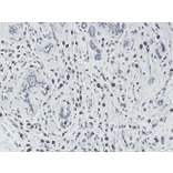 Immunohistochemistry - Anti-Histone H3 (phospho Thr3) Antibody [RM159] (A121211) - Antibodies.com