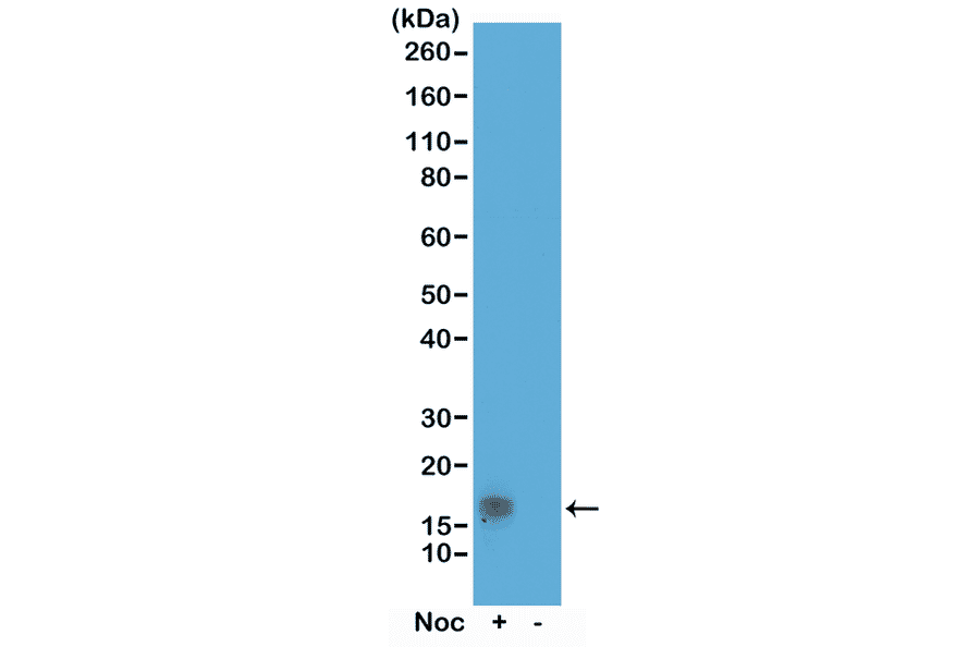 Western Blot - Anti-Histone H3 (phospho Thr11) Antibody [RM164] (A121211) - Antibodies.com