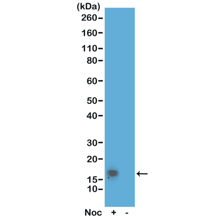 Western Blot - Anti-Histone H3 (phospho Thr11) Antibody [RM164] (A121211) - Antibodies.com