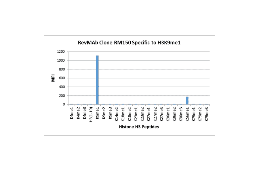Multiplex Immunoassay - Anti-Histone H3 (mono methyl Lys9) Antibody [RM150] (A121214) - Antibodies.com