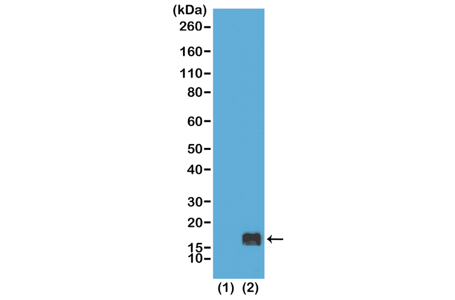 Western Blot - Anti-Histone H3 (mono methyl Lys9) Antibody [RM150] (A121214) - Antibodies.com