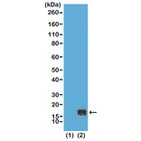 Western Blot - Anti-Histone H3 (mono methyl Lys9) Antibody [RM150] (A121214) - Antibodies.com