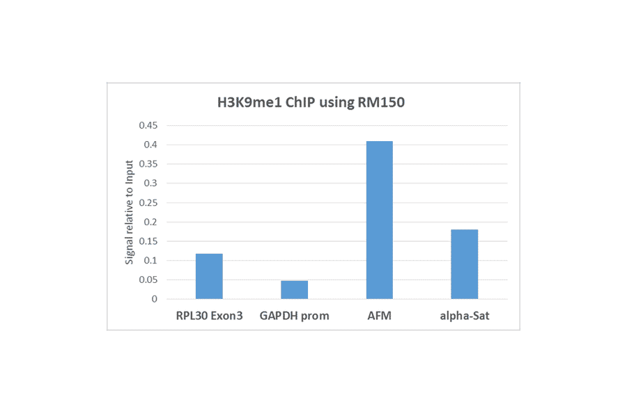 Chromatin Immunoprecipitation - Anti-Histone H3 (mono methyl Lys9) Antibody [RM150] (A121232) - Antibodies.com