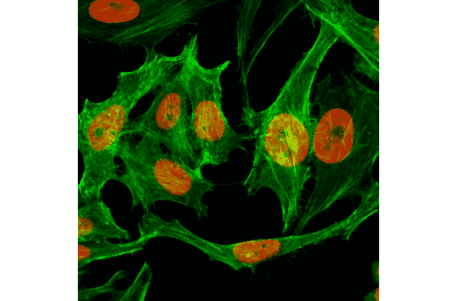 Immunocytochemistry - Anti-Histone H3 (mono methyl Lys9) Antibody [RM150] (A121214) - Antibodies.com