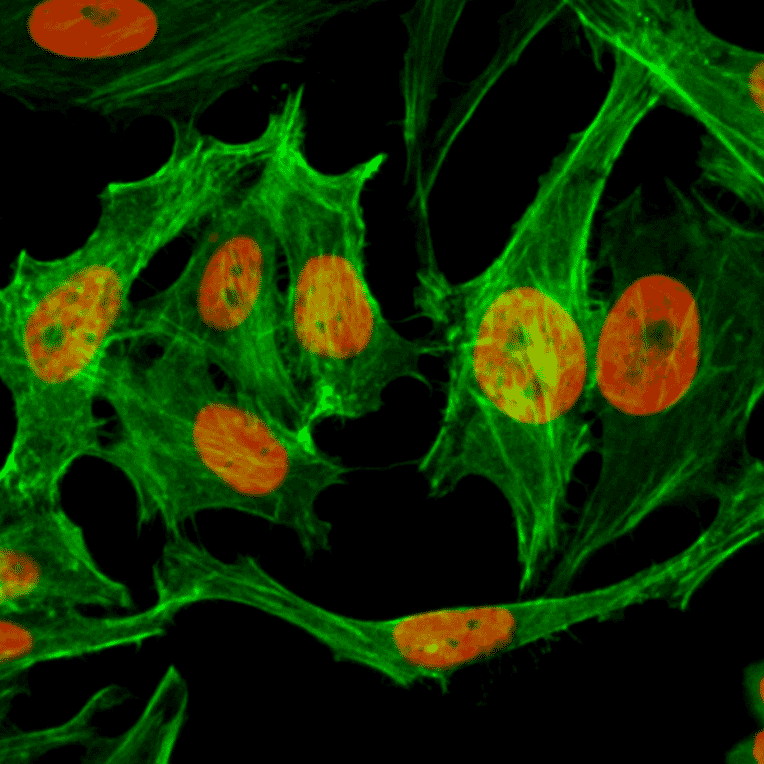 Immunocytochemistry - Anti-Histone H3 (mono methyl Lys9) Antibody [RM150] (A121214) - Antibodies.com