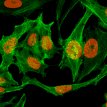 Immunocytochemistry - Anti-Histone H3 (mono methyl Lys9) Antibody [RM150] (A121214) - Antibodies.com