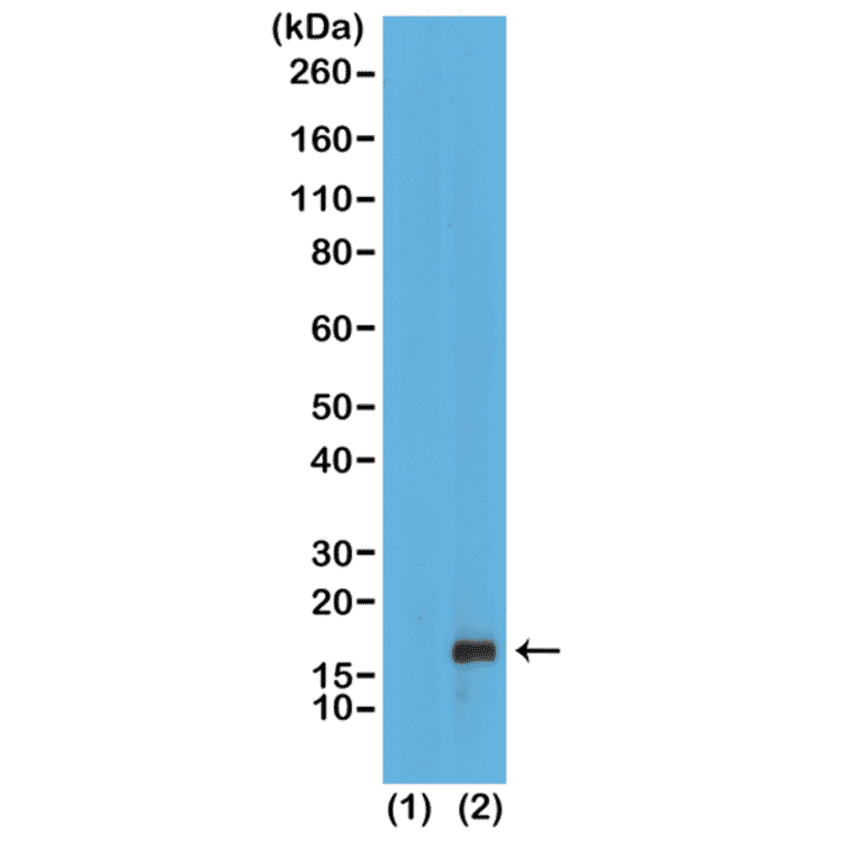 Western Blot - Anti-Histone H3 (mono methyl Lys79) Antibody [RM147] (A121215) - Antibodies.com