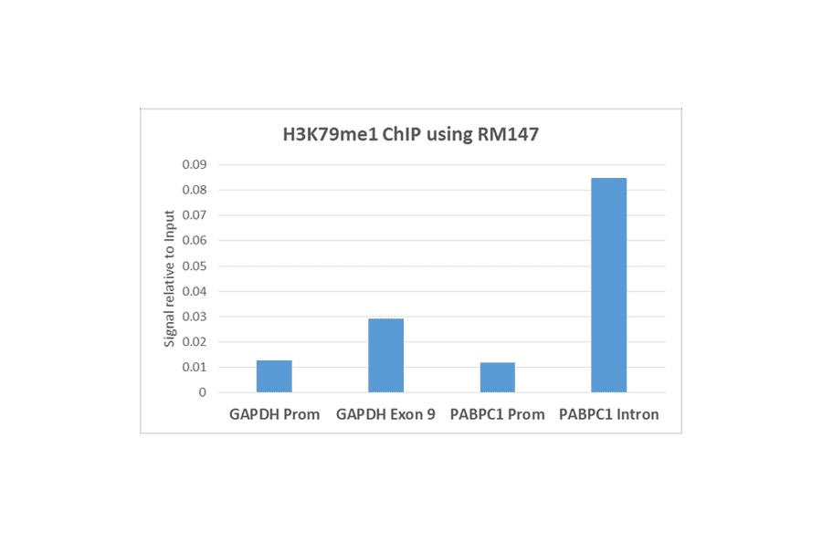 Chromatin Immunoprecipitation - Anti-Histone H3 (mono methyl Lys79) Antibody [RM147] (A121257) - Antibodies.com