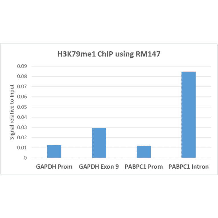 Chromatin Immunoprecipitation - Anti-Histone H3 (mono methyl Lys79) Antibody [RM147] (A121257) - Antibodies.com