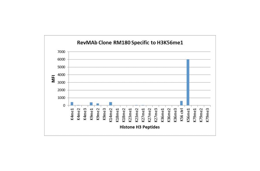 Multiplex Immunoassay - Anti-Histone H3 (mono methyl Lys56) Antibody [RM180] (A121265) - Antibodies.com
