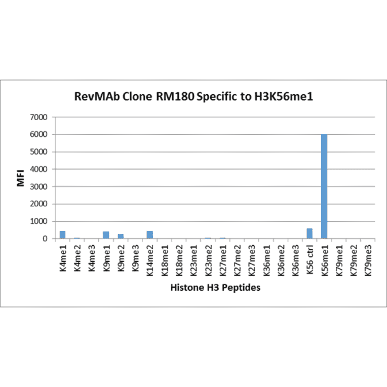 Multiplex Immunoassay - Anti-Histone H3 (mono methyl Lys56) Antibody [RM180] (A121265) - Antibodies.com