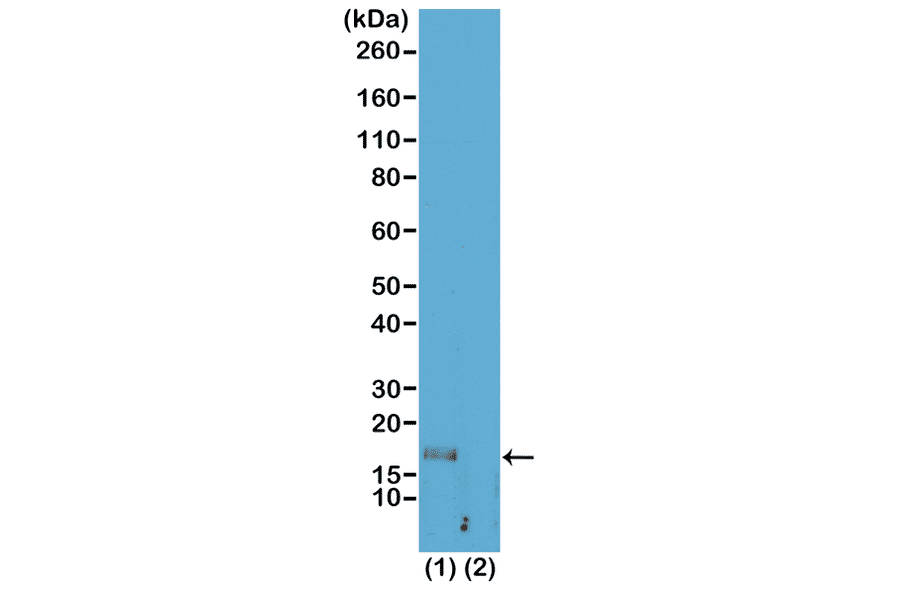 Western Blot - Anti-Histone H3 (mono methyl Lys56) Antibody [RM180] (A121216) - Antibodies.com