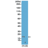 Western Blot - Anti-Histone H3 (mono methyl Lys56) Antibody [RM180] (A121216) - Antibodies.com