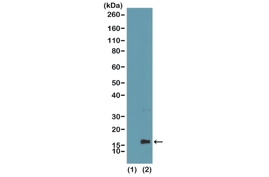 Western Blot - Anti-Histone H3 (mono methyl Lys4) Antibody [RM140] (A121217) - Antibodies.com