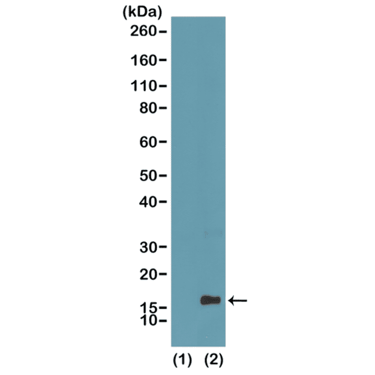Western Blot - Anti-Histone H3 (mono methyl Lys4) Antibody [RM140] (A121217) - Antibodies.com