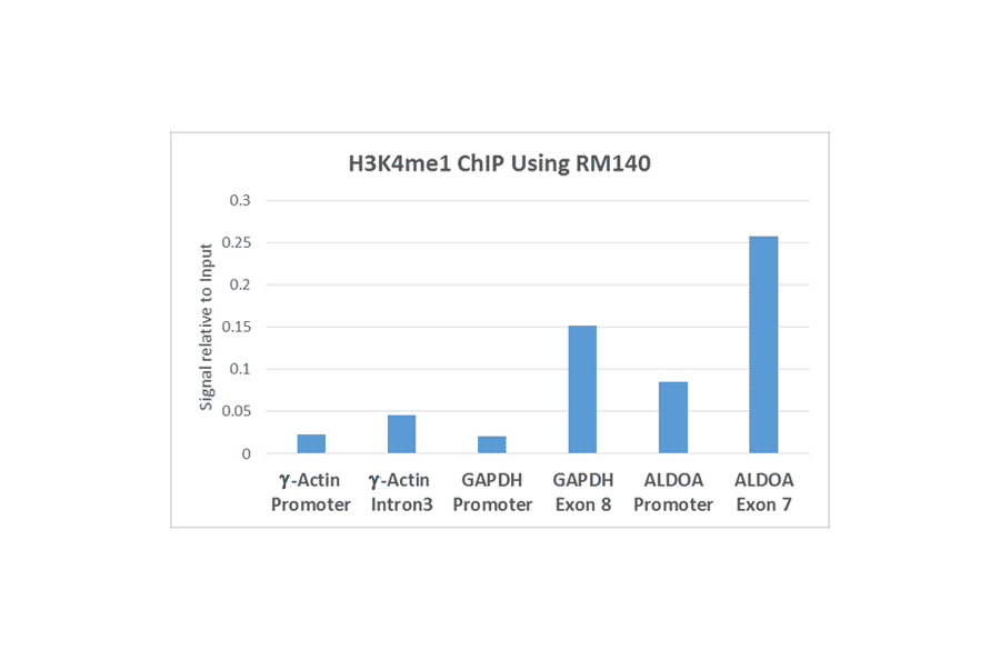 Chromatin Immunoprecipitation - Anti-Histone H3 (mono methyl Lys4) Antibody [RM140] (A121250) - Antibodies.com