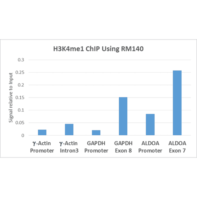 Chromatin Immunoprecipitation - Anti-Histone H3 (mono methyl Lys4) Antibody [RM140] (A121250) - Antibodies.com