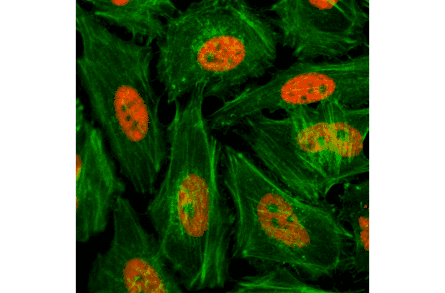 Immunocytochemistry - Anti-Histone H3 (mono methyl Lys4) Antibody [RM140] (A121217) - Antibodies.com