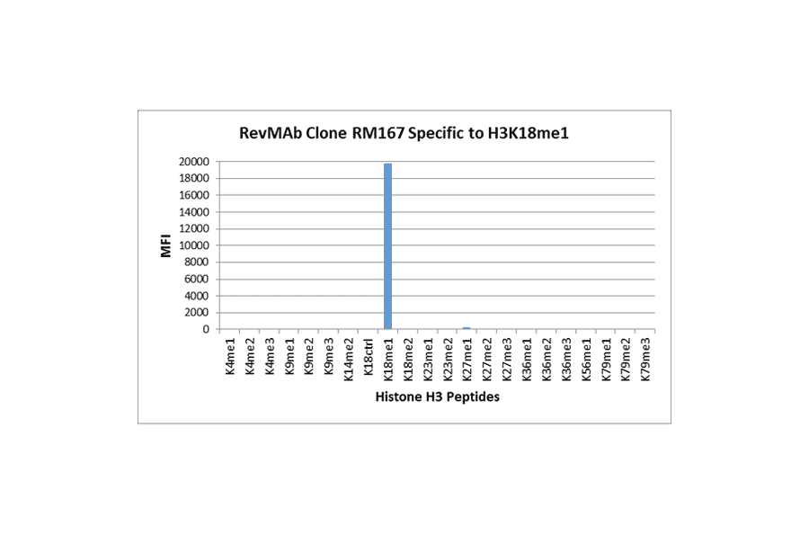 Multiplex Immunoassay - Anti-Histone H3 (mono methyl Lys18) Antibody [RM167] (A121225) - Antibodies.com