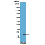 Western Blot - Anti-Histone H3 (mono methyl Lys18) Antibody [RM167] (A121218) - Antibodies.com